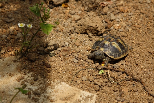 Zweijähriges Jungtier der Griechischen Landschildkröte im Frühbeet (Trockenbereich). (C) Dominik Müller