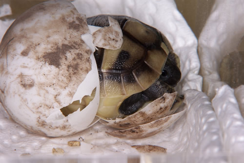 Schlupf einer Griechischen Landschildkröte (Testudo hermanni boettgeri).