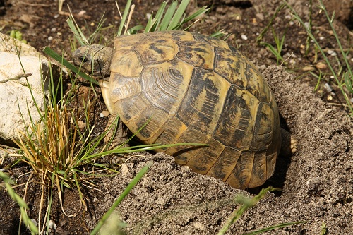 Weibchen der Griechischen Landschildkröte (Testudo hermanni boettgeri) beim Ausheben der Eigrube. Foto: Dominik Müller