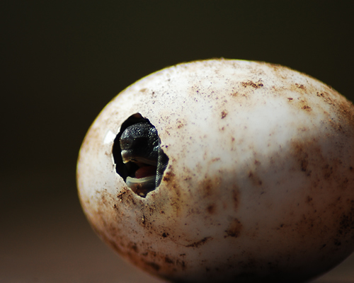 Schlupf einer Griechische Landschildkröte (Testudo hermanni boettgeri), Foto: Dominik Müller