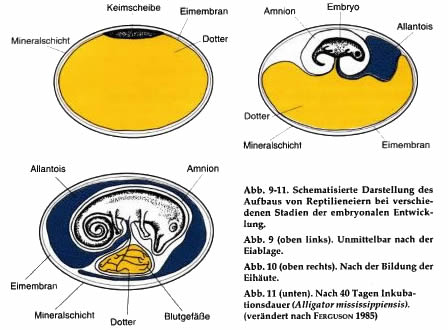 Ausschnitt aus dem Buch "Inkubation von Reptilieneiern" von Gunther Köhler