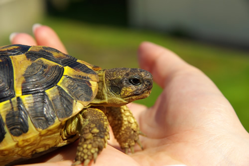 Landschildkröten sind keine Tiere zum ständigen Hochheben und Herumtragen! © eloleo, fotolia.com