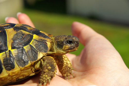 Italienische Landschildkröte (Testudo hermanni hermanni). (C) eloleo, fotolia.de