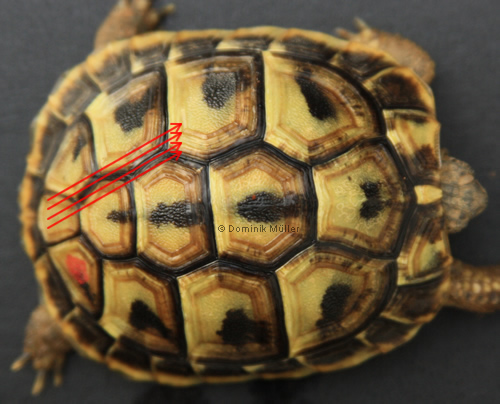 Zweijähriges Jungtier einer Griechischen Landschildkröte (Testudo hermanni boettgeri). (C) Dominik Müller