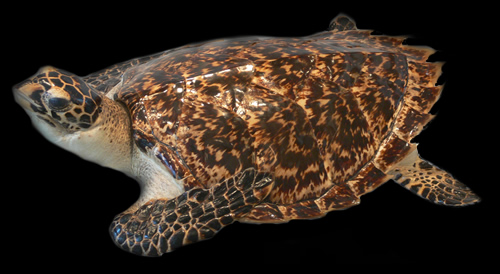 Präparat einer Echten Karettschildkröte (Eretmochelys imbricata).