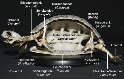 Querschnitt eines Landschildkröten-Skeletts. (C) Dominik Müller