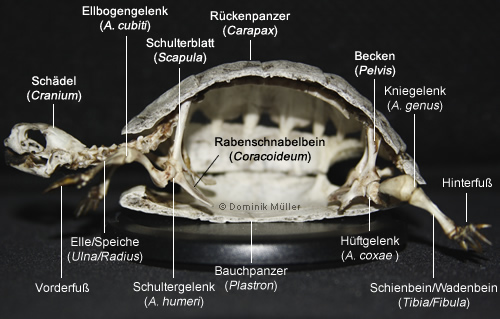 Querschnitt eines Landschildkröten-Skeletts (Testudo graeca). (C) Dominik Müller
