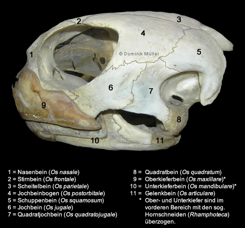 Schädel einer Suppenschildkröte (Chelonia mydas). (C) Dominik Müller