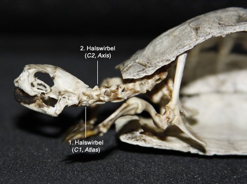 Vorderer (cranialer) Abschnitt eines Landschildkröten-Skeletts. (C) Dominik Müller