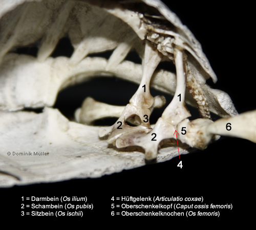Beckengürtel einer Maurischen Landschildkröte (Testudo graeca). (C) Dominik Müller