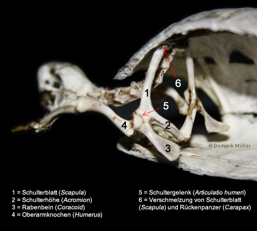 Schultergürtel einer Maurischen Landschildkröte (Testudo graeca). (C) Dominik Müller