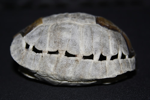Knochenpanzer einer Maurischen Landschildkröte (Testudo graeca), seitliche (laterale) Ansicht. (C) Dominik Müller