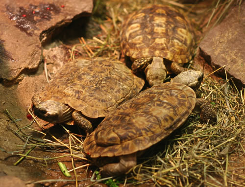 Spaltenschildkröten (Malacochersus tornieri) zwischen einigen Felsplatten. (C) Dominik Müller