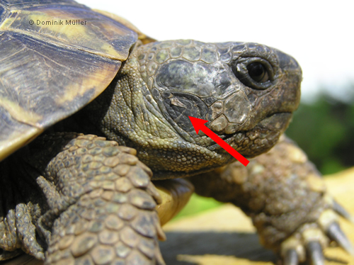 Seitliche Kopfaufnahme einer Griechischen Landschildkröte (Testudo hermanni boettgeri). (C) Dominik Müller