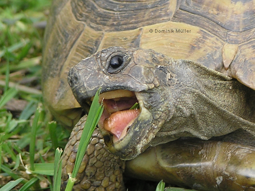 Schnappschuss einer Griechischen Landschildkröte (Testudo hermanni boettgeri). (C) Dominik Müller