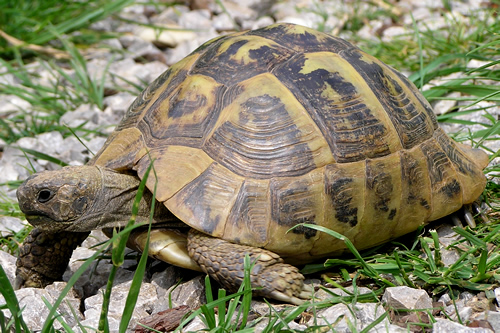 Eine etwa 50-jährige Griechische Landschildkröte (Testudo hermanni boettgeri). (C) Dominik Müller