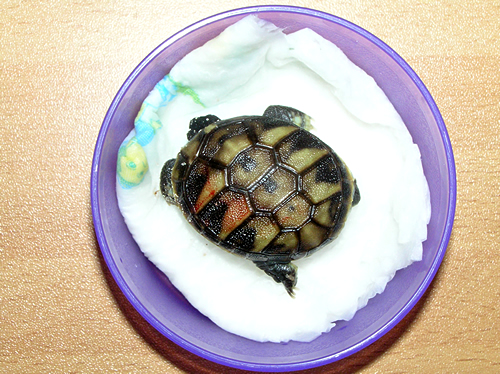 Frisch geschlüpfte Griechische Landschildkröte (Testudo hermanni boettgeri). Foto: Dominik Müller