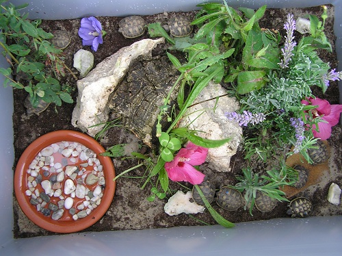 Mobiles Terrarium unserer Nachzuchten von Testudo hermanni boettgeri. (C) Dominik Müller