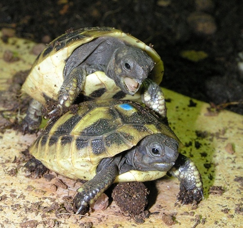 Dominanzgehabe unter Jungtieren der Griechischen Landschildkröte. Foto: Dominik Müller