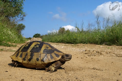 Aufnahme einer Griechischen Landschildkröte (Testudo hermanni boettgeri) beim morgendlichen Sonnenbaden im natürlichen Lebensraum. © S. Schmidt und A. Mohr, herpshots.de