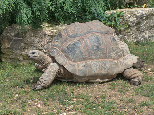 Aldabra-Riesenschildkröte (Aldabrachelys gigantea).