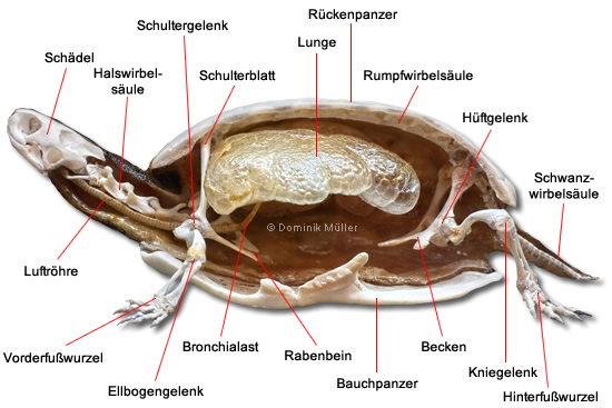 Querschnitt eines Schildkrötenskeletts - Darstellung der Atmungsorgane. (C) Dominik Müller