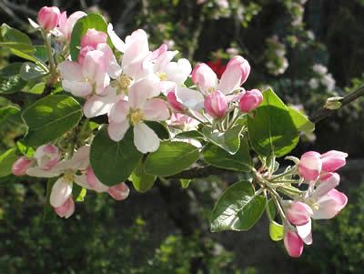 Apfelblüte/-blätter (Malus domesticus). Foto: wikipedia.de