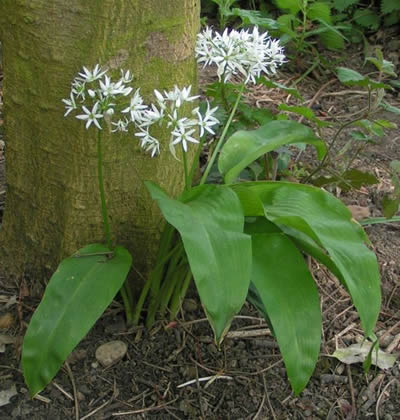 Bärlauch (Allium ursinum). Foto: wikipedia.de