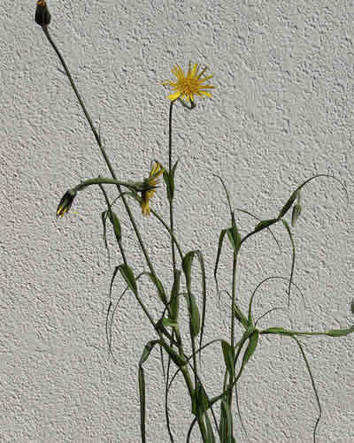 Bocksbart (Tragopogon pratensis): Foto: wikipedia.de