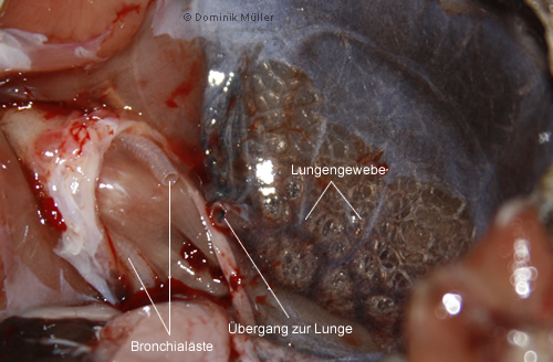 Ventralansicht des linken Lungenflügels, nach Vorlagerung bzw. Entfernung der übrigen Organe. Man kann gut die zwei Hauptbronchien und deren Ringe erkennen. Die linke Hauptbronchie wurde durchtrennt. (C) Dominik Müller