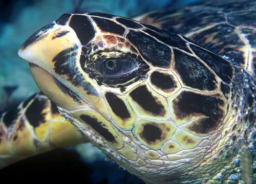 Kopf einer Echten Karettschildkröte (Eretmochelys imbricata), Foto: Tom Doeppner (GNU-Lizenz)