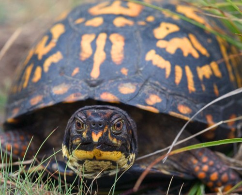 Portrait einer Carolina-Dosenschildkröte (Terrapene carolina carolina).