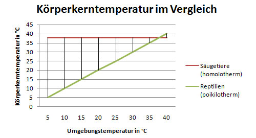 Wie auf diesem Diagramm deutlich wird, hängt die Körperkerntemperatur der Reptilien stark von der Umgebungstemperatur ab, die der Säuger bleibt hingegen konstant bei ca. 36-38°C.
