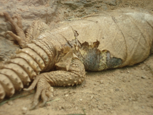 Die Häutung (Ecdysis) der Reptilien vollzieht sich je nach Art an einem Stück oder eher "fetzenweise", wie bei Schildkröten. (c) Dominik Müller