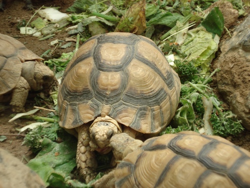 Ägyptische Landschildkröte (Testudo kleinmanni) bei der Nahrungsaufnahme. (C) Dominik Müller