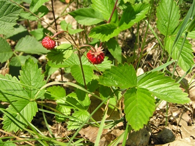 Erdbeere (Fragaria sp.). Bitte nur Blüten und Blätter verfüttern. Frucht höchstens mal als Leckerbissen!