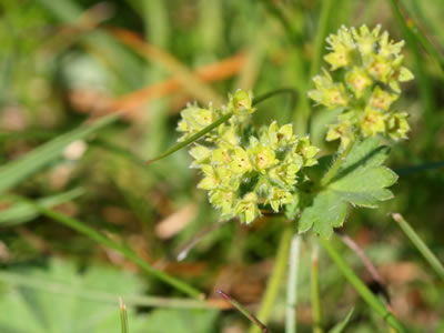 Frauenmantel (Alchemilla vulgaris), Foto: wikipedia.de