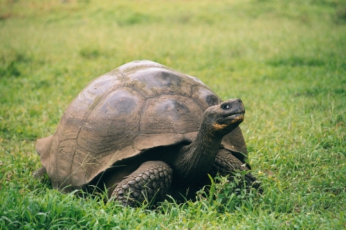 Portrait einer Galapagos-Riesenschildkröte (Geochelone nigra). Foto: gemeinfrei