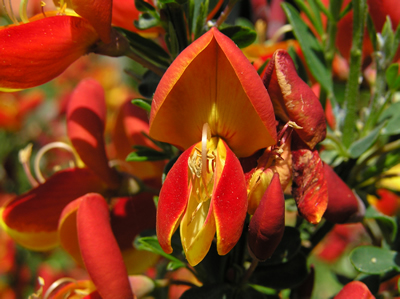 Ginster (Genista sp.), Foto: Dominik Müller, Hinweise: Diese Pflanze gilt als giftig, daher bitte nur zu Dekozwecken verwenden und nicht gezielt verfüttern!