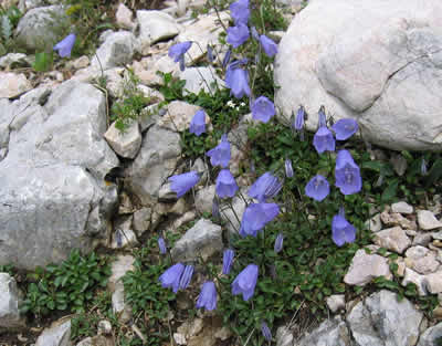 Glockenblume (Campanula sp.),, Foto: wikipedia.de