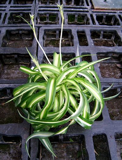 Grünlilie (Chlorophytum sp.), Foto: wikipedia.de