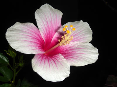 Hibiskus, Eibisch (Hibiscus sp.), Foto: wikipedia.de