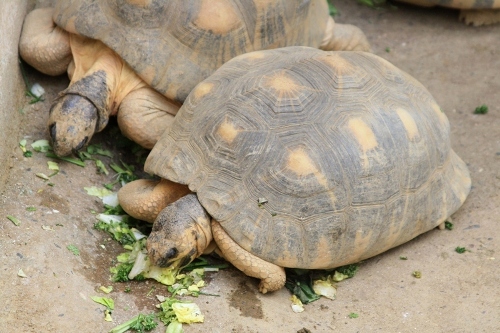 Strahlenschildkröten (Astrochelys radiata) bei der Nahrungsaufnahme. (c) Dominik Müller