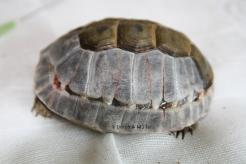Panzer einer Maurischen Landschildkröte (Testudo graeca) nach Teilentfernung der Hornschilde, seitliche (laterale) Ansicht. Die Hornschilde wurden selbstverständlich nach dem Tod entfernt. (C) Dominik Müller
