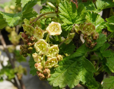Johannisbeere (Ribes sp), Foto: wikipedia.de. Bitte nur die Blätter und Blüten verfüttern!