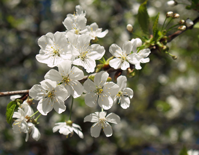 Kirschblüten/-blätter (Prunus avium), Foto: Jörg Hempel