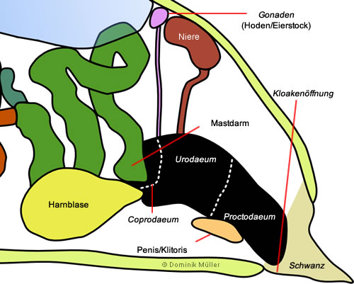 Topografische Darstellung der Harn- und Geschlechtsorgane einer Schildkröte. (C) Dominik Müller