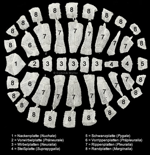Übersicht über die Knochenplatten des Carapax einer Maurischen Landschildkröte (Testudo graeca). (C) Dominik Müller