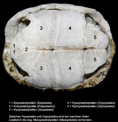 Knochenpanzer des Bauchpanzers einer Maurischen Landschildkröte (Testudo graeca). (C) Dominik Müller