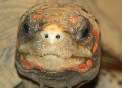 Frontalaufnahme des Kopfes einer Köhlerschildkröte (Chelonoidis carbonarius)